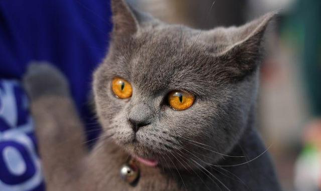 世界上最聪明的猫排行，高智商又粘人的猫主子们