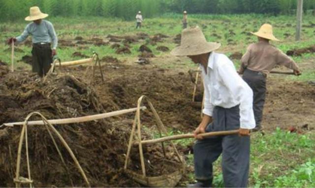 种植管理技术:如何提高火龙果授粉座果率?增加