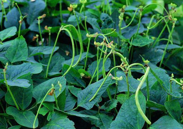 在农村,6月份的可以种什么菜?这个季节可以种