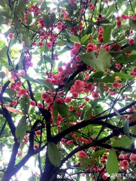 免费请师生吃芒果莲雾,华南鲤工芒果莲雾大学