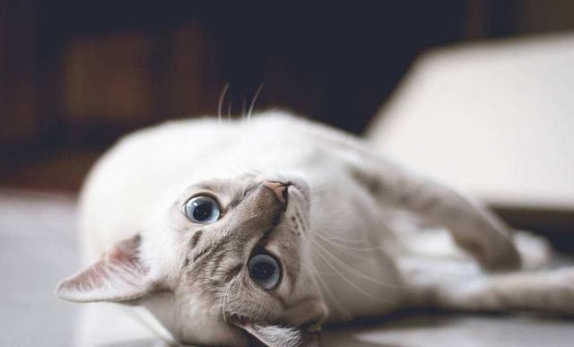 如何清理猫毛?资深铲屎官教你四个方法,治标又