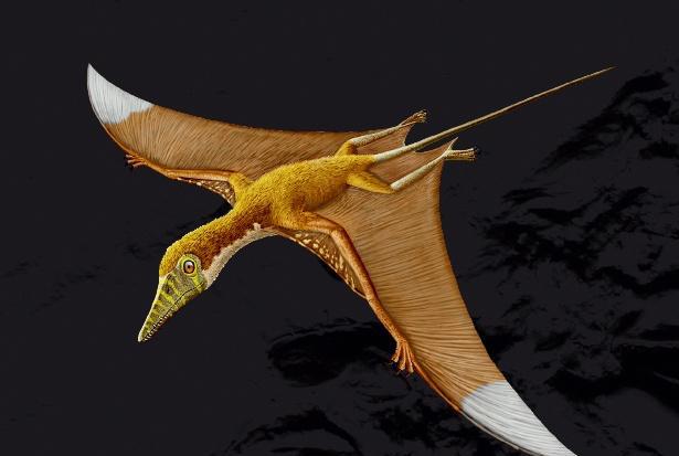 恐龙体型之谜 史上最小恐龙究竟有多小