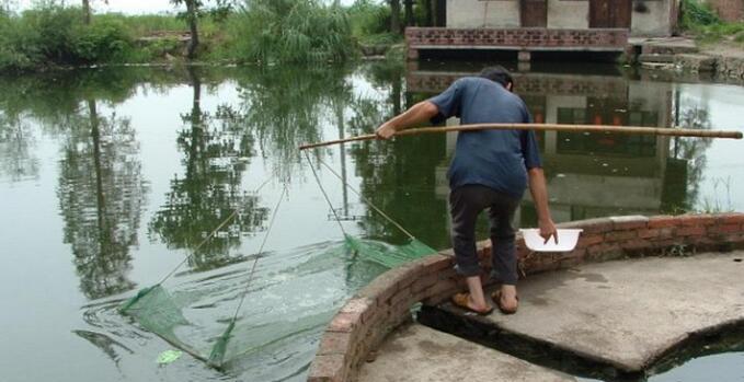 鱼塘主为防止偷鱼放入小麦穗鱼, 如今泛滥入侵