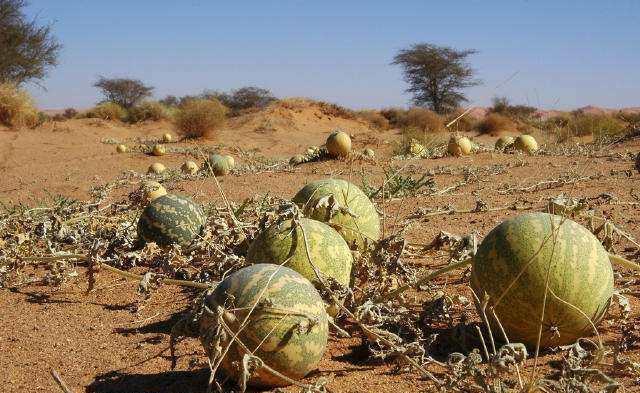 沙漠里的西瓜,不仅不能吃,碰一下都可能会丧命