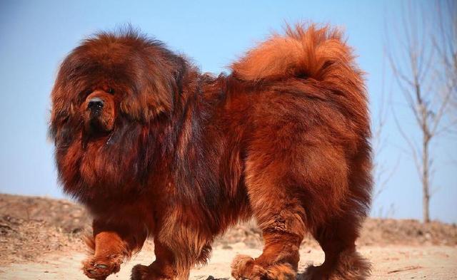 打架最厉害排名?十大世界上打架最厉害的狗排