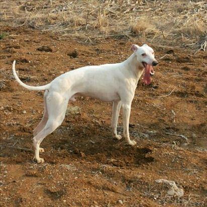 抓兔用什么犬最好|抓兔子|格力|惠比特_新浪网