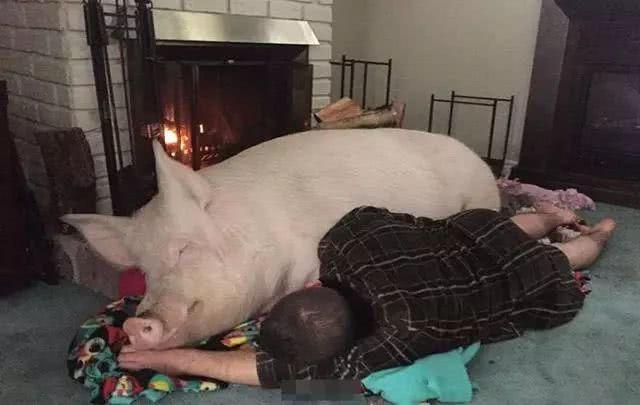 买了一只宠物猪,2年半后长到600多斤,主人依旧每天抱着它睡觉