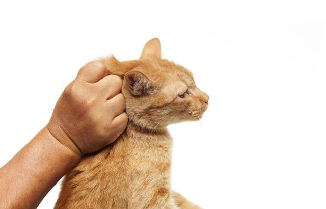 教你一招怎么让猫咪瞬间老实,看完涨见识,原来