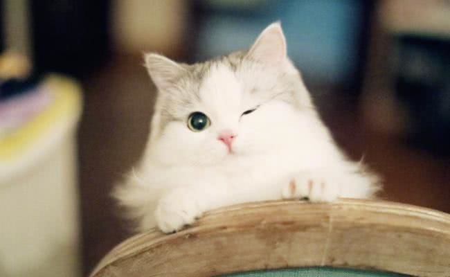 最萌的5种小奶猫,折耳猫上榜,最后一个打架都不忘卖萌