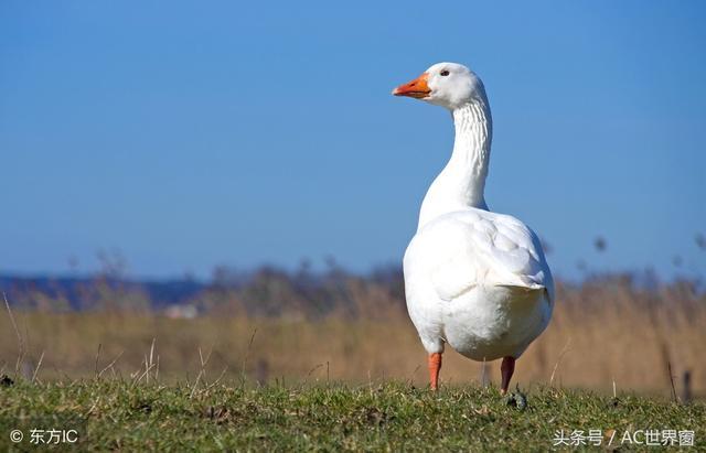 2018各高校的网红人物,一只鹅成功C位出道