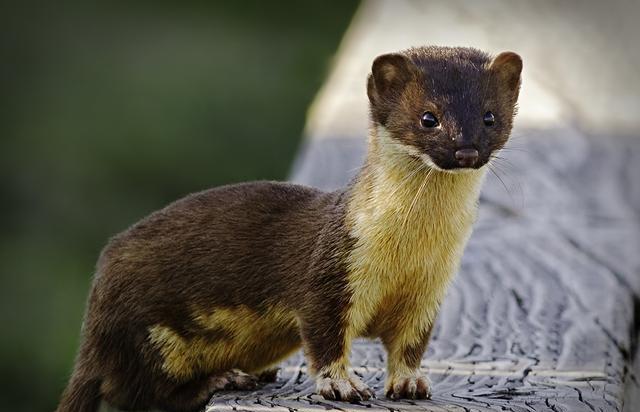 生活在北美的黄鼠狼, 狩猎10倍大的动物无压力