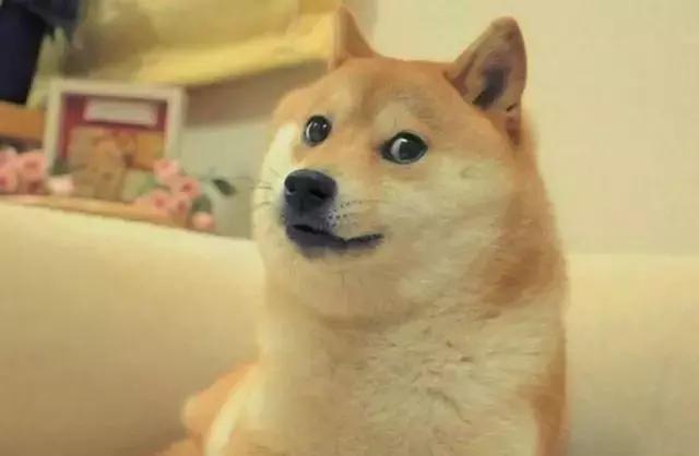 柴犬,全靠色相,表情包,卖萌闯荡江湖