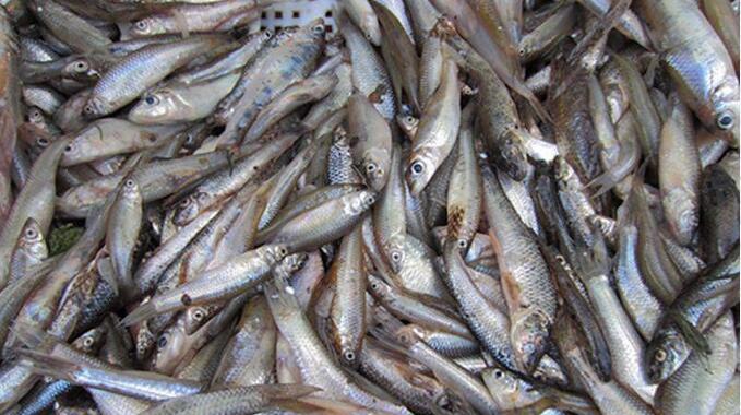 鱼塘主为防止偷鱼放入小麦穗鱼, 如今泛滥入侵