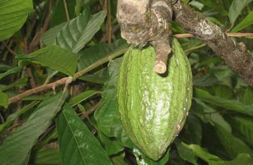 中国最美森林,号称东方亚马逊,就在云南,你知