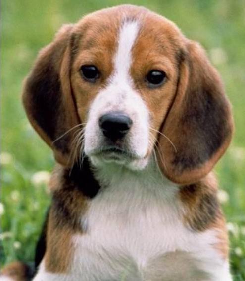 最难养的一种狗!不光吃得多，每天遛不够就哭