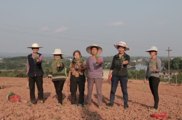 泸州首个迷迭香种植基地就在这儿！