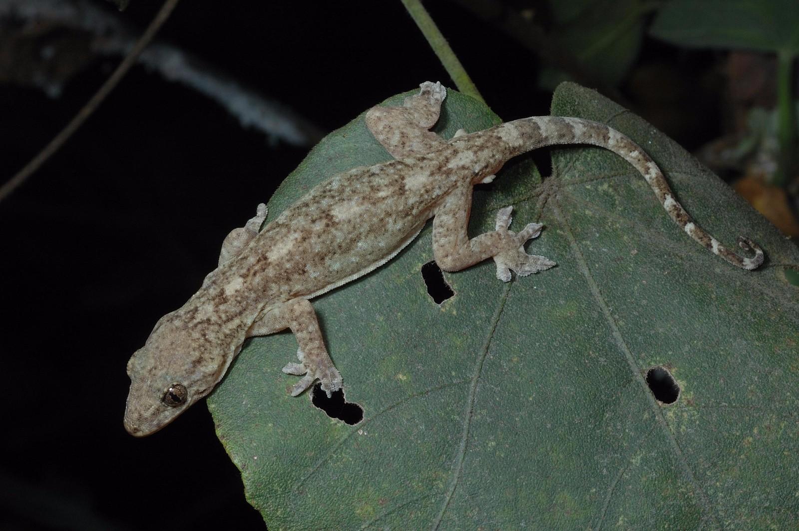 千年骗局破解!揭秘古代女子的守宫砂制作方法