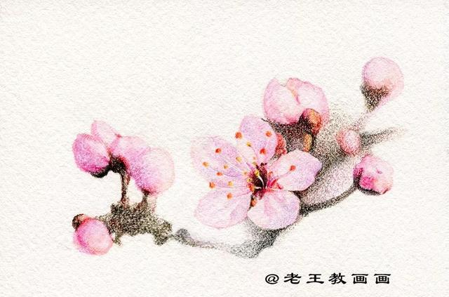 手把手教你画彩铅桃花