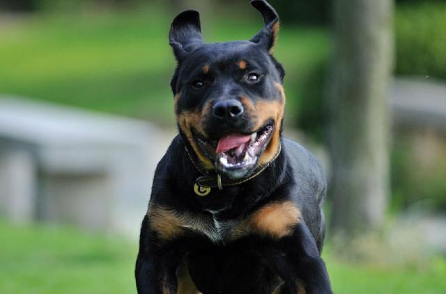 打架最厉害排名?十大世界上打架最厉害的狗排