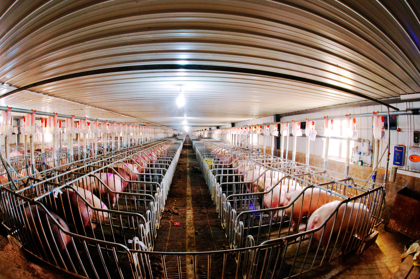 26个人一年就能养出5万头猪 国内智能化程度最