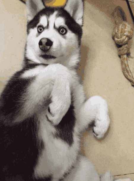 宠物说: 二哈: 回首掏, 鬼刀一开看不见, 走位, 猫咪: