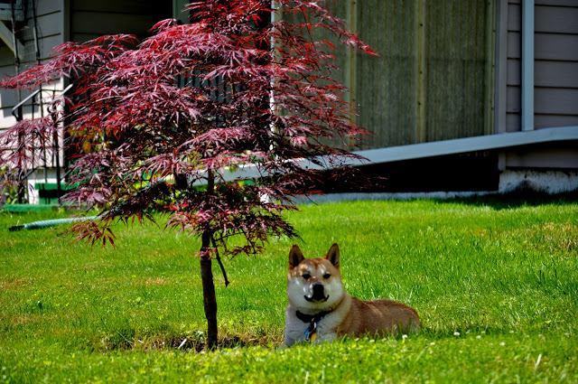 日本红枫万能修剪教程,助你轻松打造唯美日式庭院