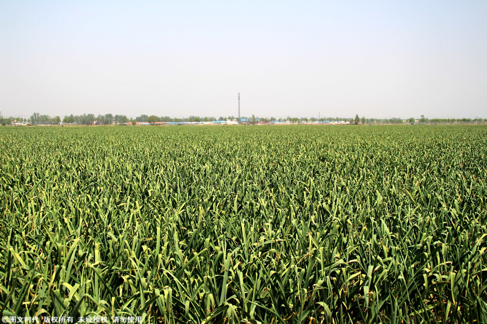 2018年大蒜出库:蒜商全部赔钱,倾家荡产已是稀