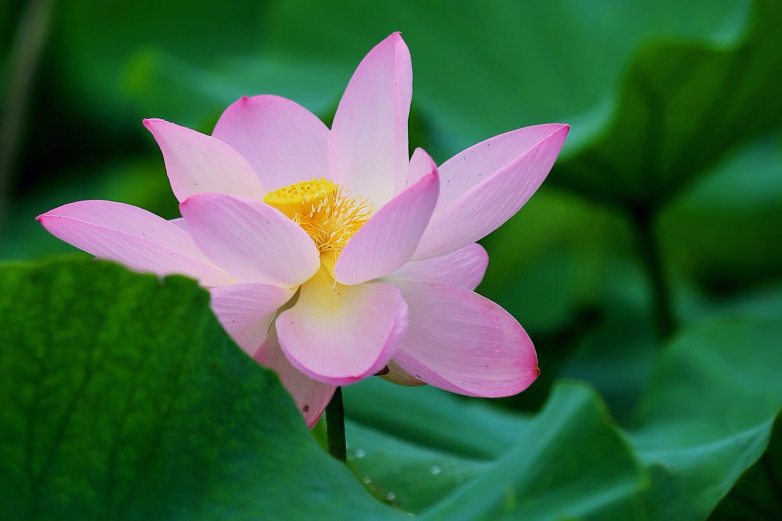 莲花高洁不染尘出水聘婷净玉身仙子禅韵梵音起佛光普照蕴芳茵