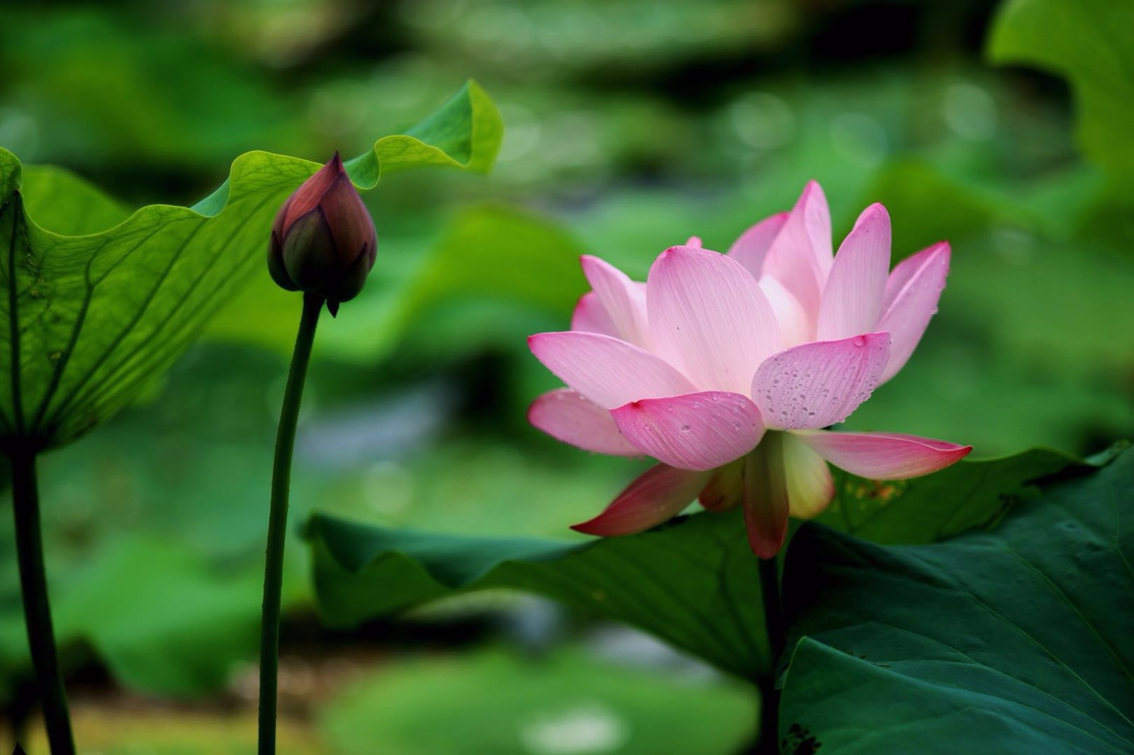 莲花高洁不染尘出水聘婷净玉身仙子禅韵梵音起佛光普照蕴芳茵