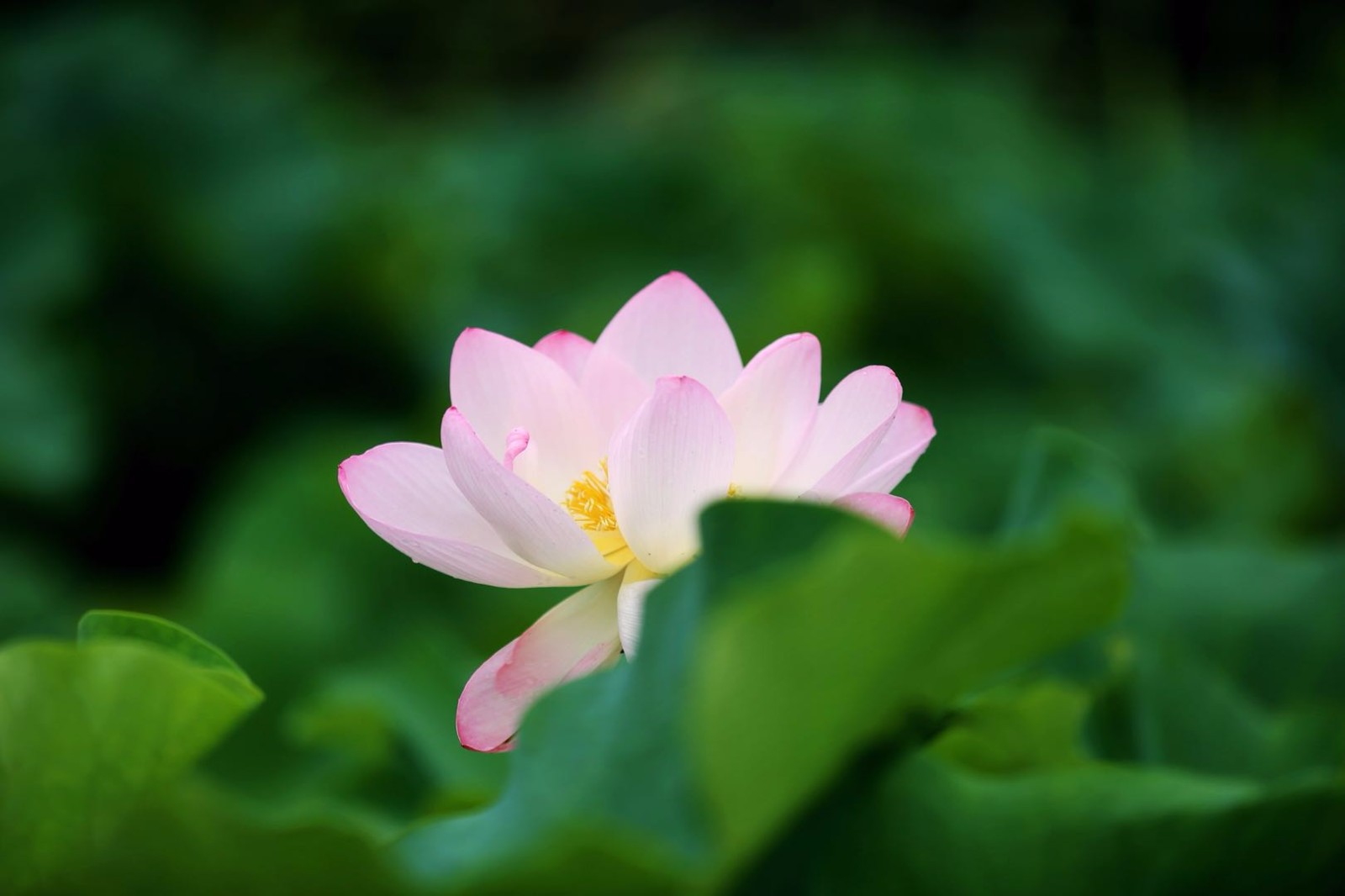 莲花高洁不染尘出水聘婷净玉身仙子禅韵梵音起佛光普照蕴芳茵