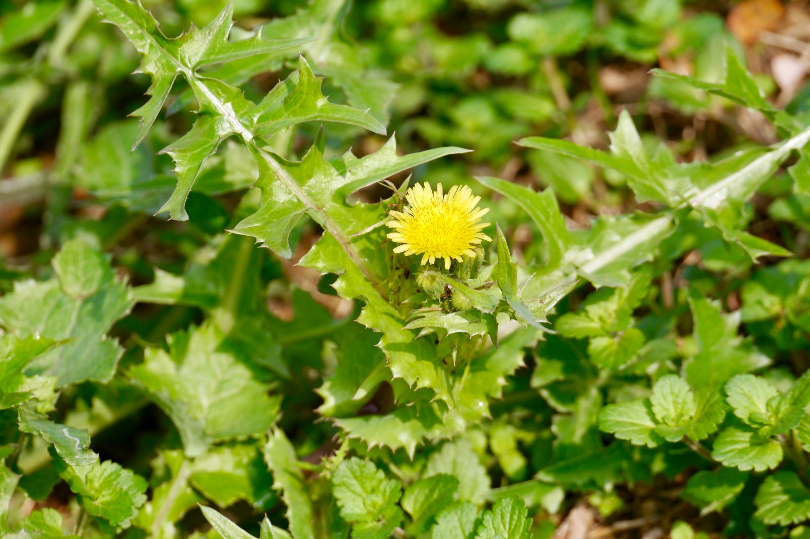 苦苣菜(又名:苦菜,苦荬菜,小鹅菜.花果期5-12月)