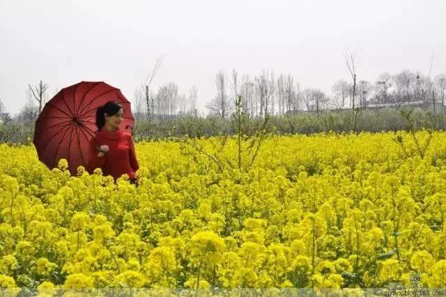 郑州近郊赏花胜地推荐