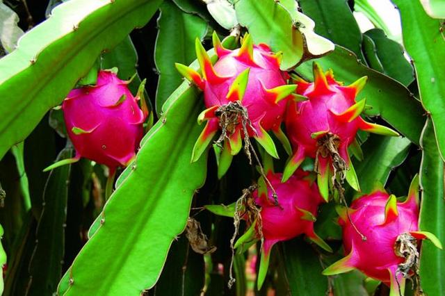 新模式下的网红,南宁火龙果,每年为村民增收