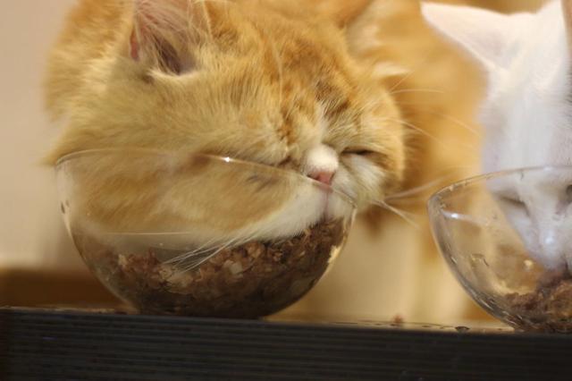 肥猫|白猫|加菲猫_新浪新闻