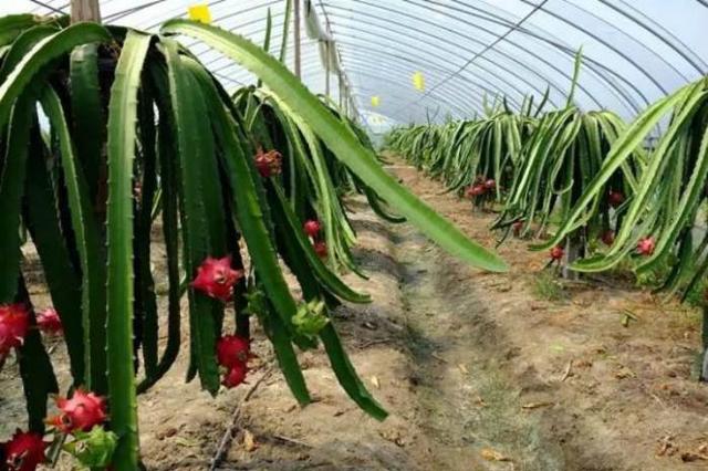 种植管理技术:如何提高火龙果授粉座果率?增加