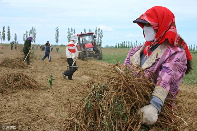 粮价低迷造成农村田地荒废严重,砖家反而还建