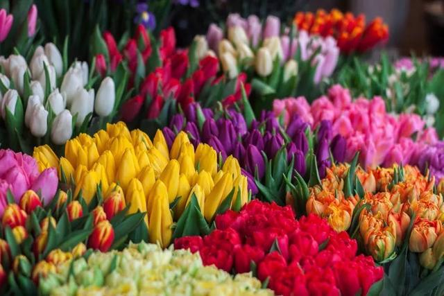 郁金香,不仅仅是一种花 在荷兰,人们认为郁金香是世界上最美的花卉