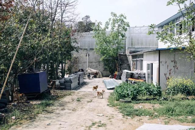 亲历成都宠物殡葬全过程,你愿意花900元为心爱