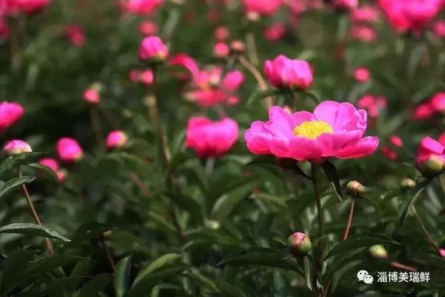 临淄:2018首届愚公山芍药节5月4日盛大开幕!