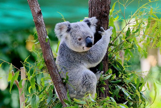 树袋熊为什么一天要睡20个小时?每天吃桉树叶