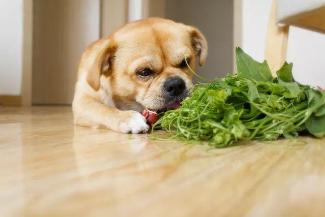宠物狗狗能吃的9种蔬菜,你喂它吃过什么?