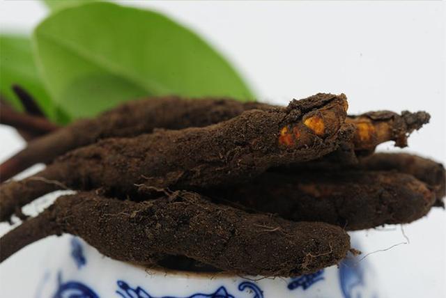 新鲜冬虫夏草怎么吃最好?-藏民告诉你新鲜冬虫