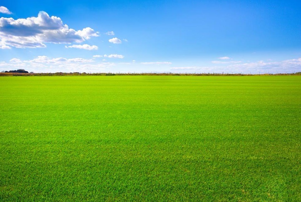 说起草原,大家的第一印象就是,一眼望不到边,到处都是绿油油的草,远接