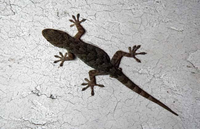 千年骗局破解!揭秘古代女子的守宫砂制作方法