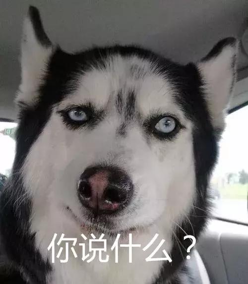走在潮流前沿的你们一定都用过这个狗的表情包吧