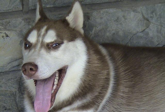 阿拉斯加雪橇犬价格,阿拉斯加犬多少钱?