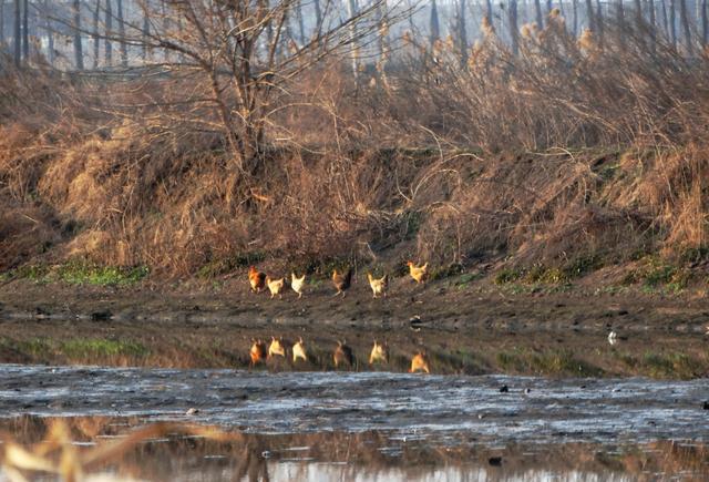 农村养殖户养土鸡,怎样可以打开销售把鸡卖出