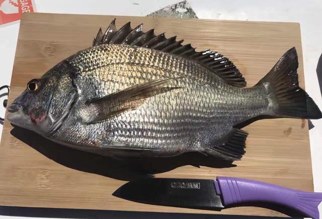 海边矶钓, 钓到黑鲷鱼直接做成生鱼片, 还切几片橘子做造型