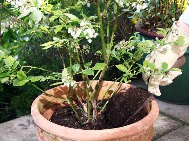 花盆养蓝莓用这6种技巧,有吃不完的果子