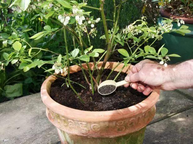 花盆养蓝莓用这6种技巧,有吃不完的果子